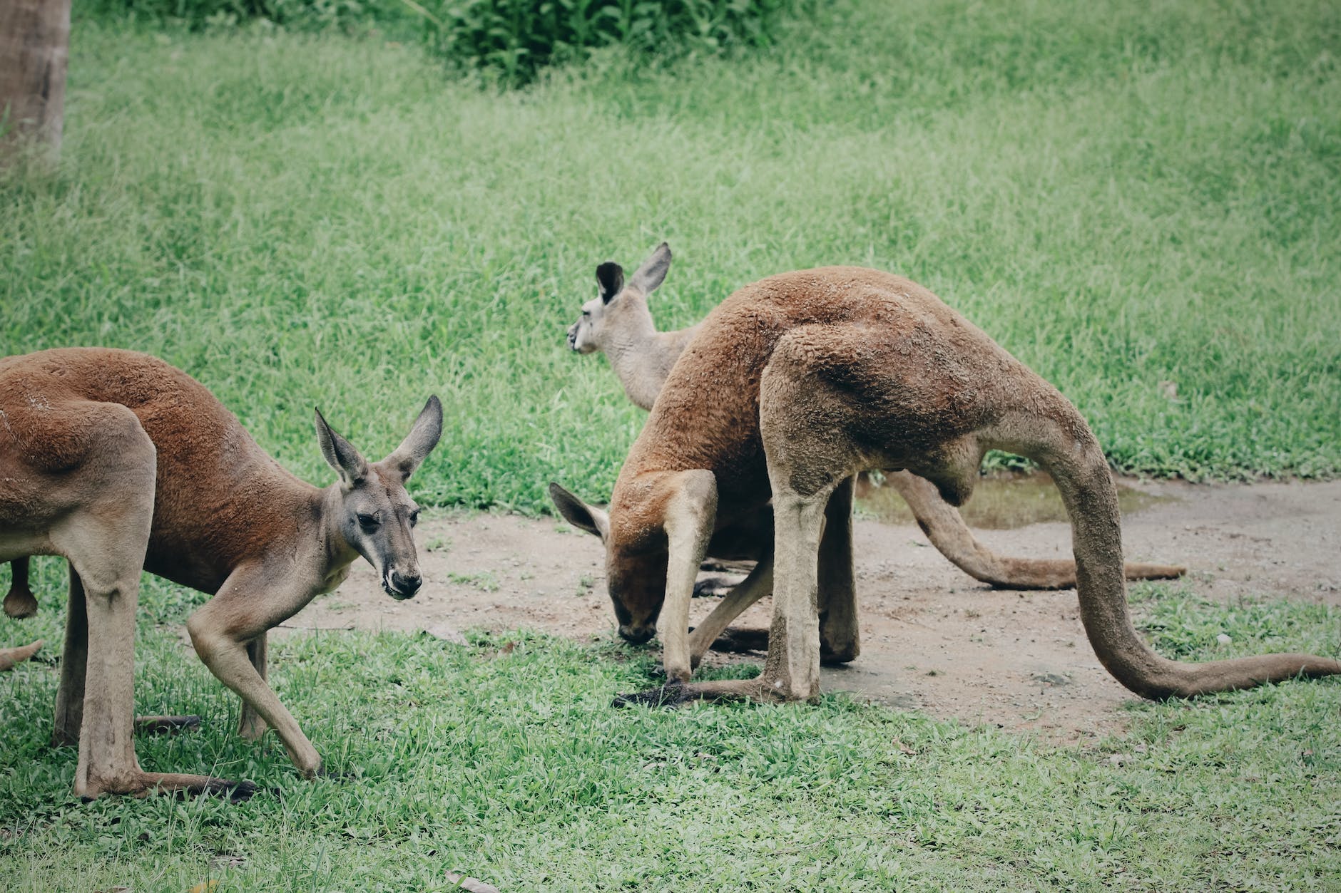 kangaroos on grass