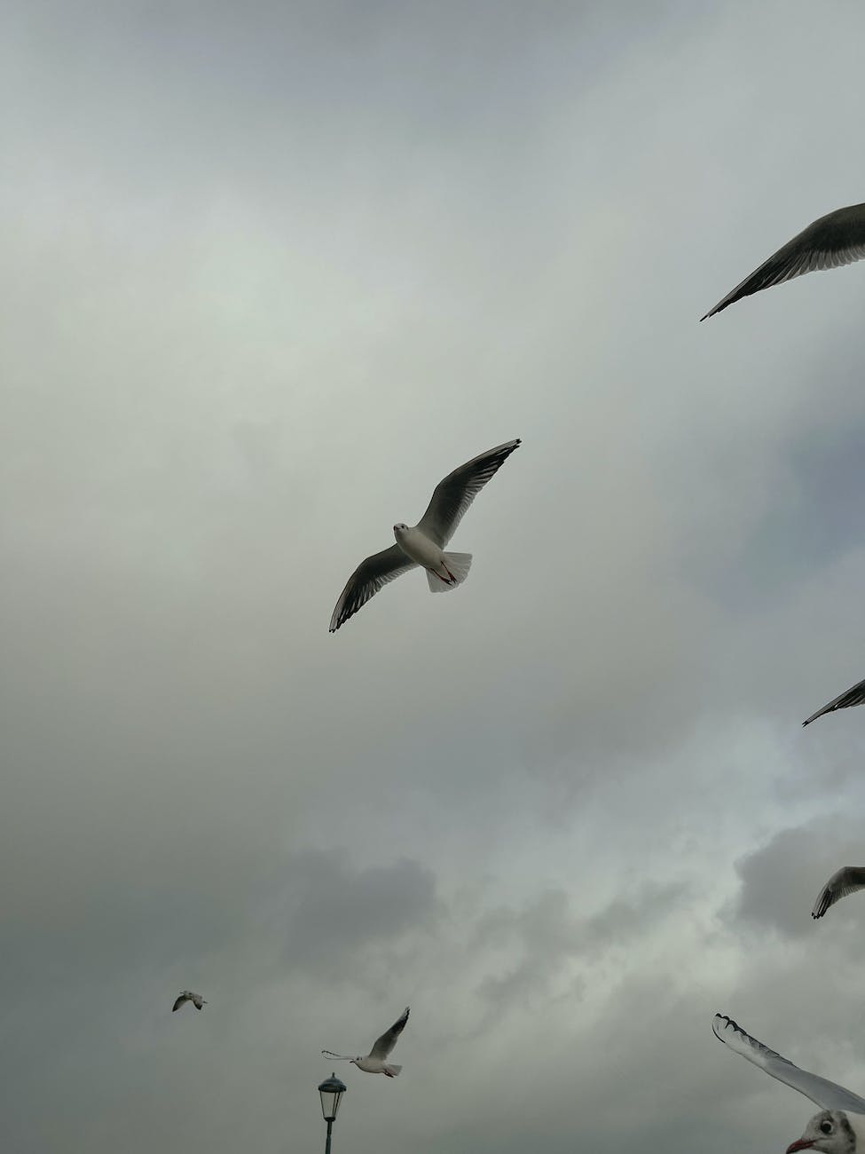 seagulls flying under clouds