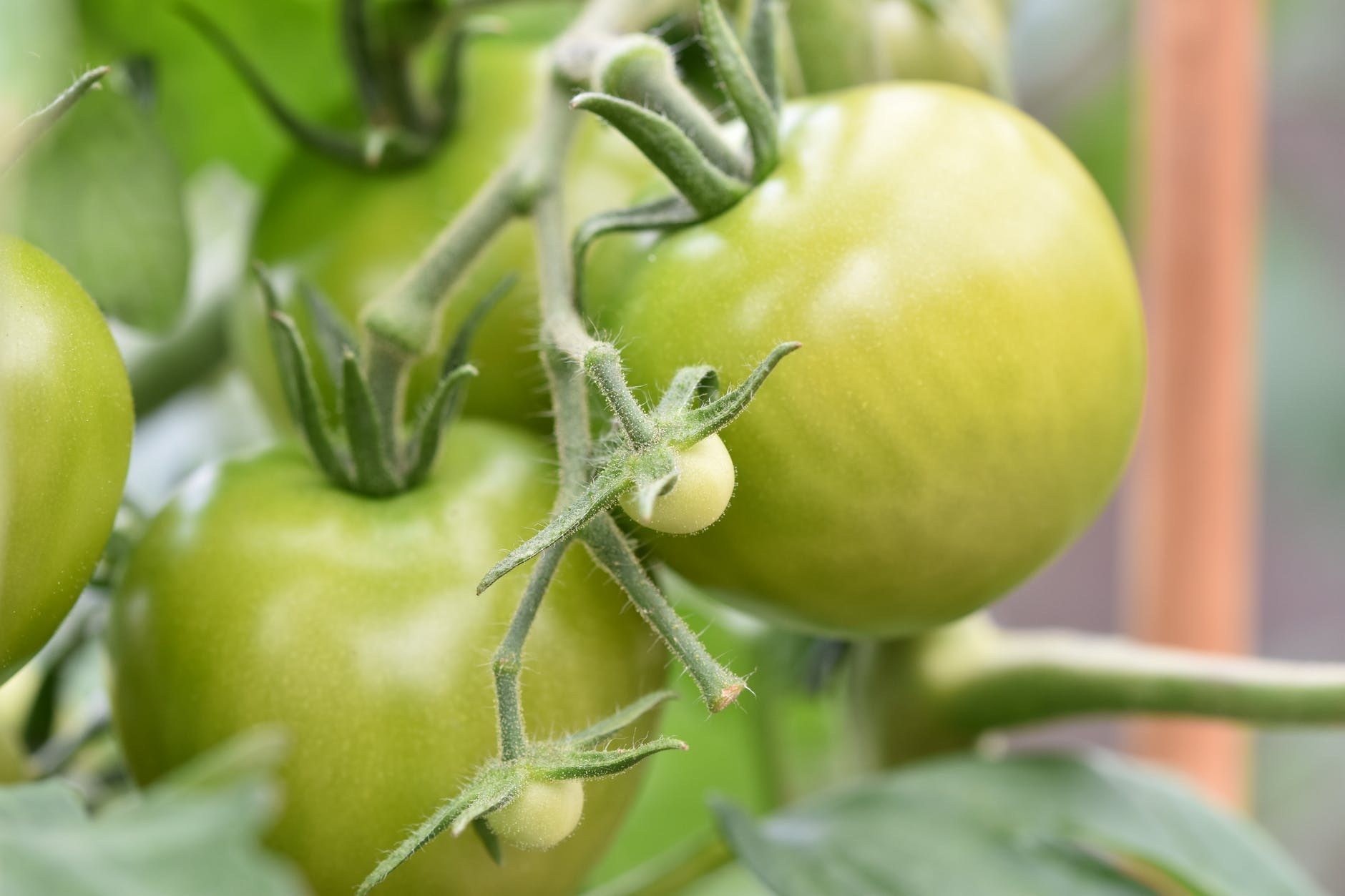 green tomatoes in close up photography