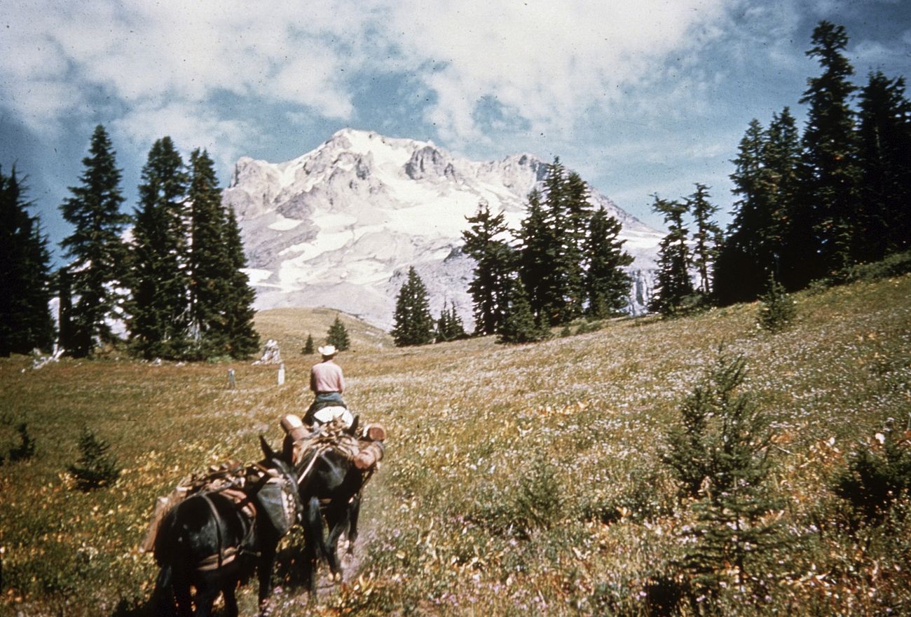 Mt Hood National Forest, pack