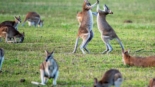kangaroos on grass field