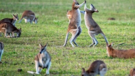 kangaroos on grass field